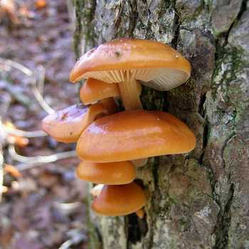 Клавулина морщинистая: описание внешнего вида гриба. Места произрастания, съедобность, время плодоношения, похожие виды.
