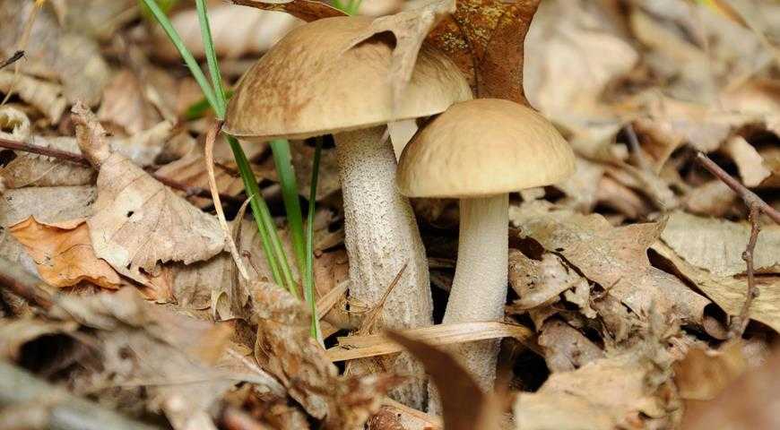 Подберезовик белый (болотник) – описание гриба, польза и вред