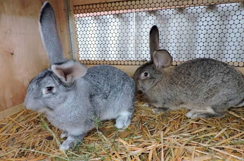 Кролики голден ризен — особенности разведения в домашних условиях