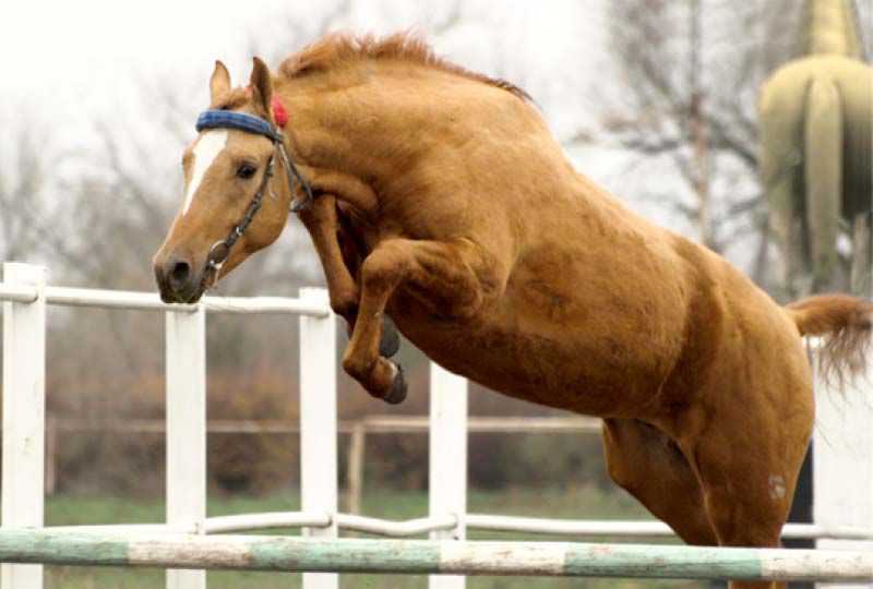 Буденновская порода лошадей (28 фото): характеристика коней. история создания породы. описание типов