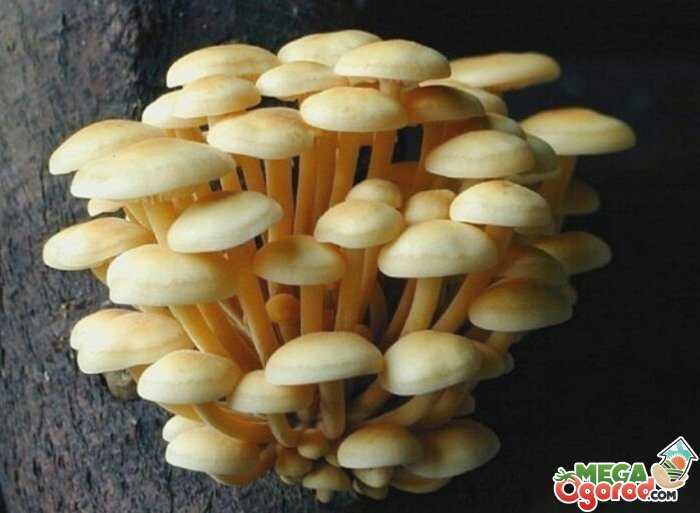 Опята: описание популярного гриба, виды, свойства, кулинарная ценность