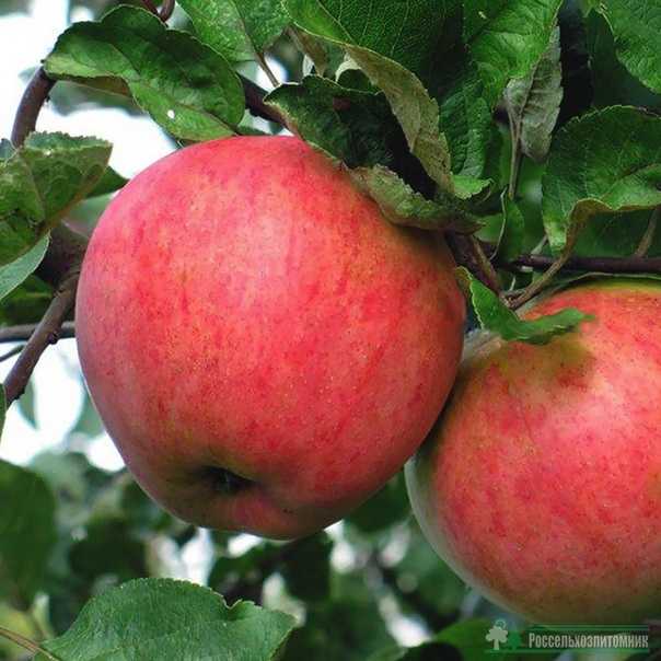 Описание сорта яблони дарунок