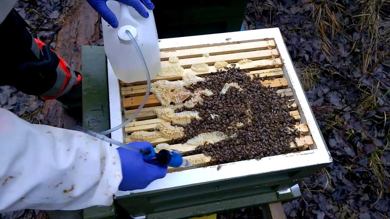 Щавелевая кислота от варроатоза: преимущества применения, польза и вред для пчел, способы обработки. Рекомендации по обработке пчел: подготовка раствора, периодичность.