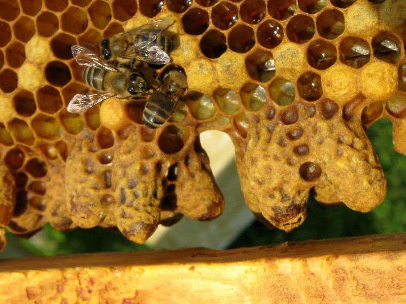 Как делают отводки пчел весной опытные пасечники