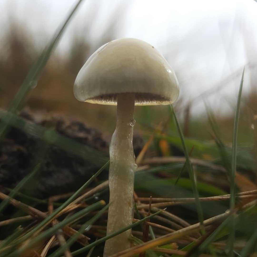 Бокальчик полосатый: где растет и как выглядит гриб, съедобность