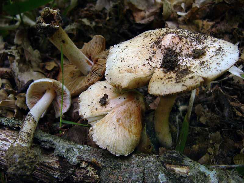 Первая помощь при отравлении грибами: что делать, правила оказания | food and health