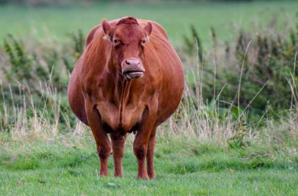 Водянка плодных оболочек у коров - болезни коров