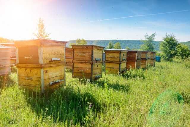 Двухматочное содержание пчел: особенности и методы эффективного пчеловодства