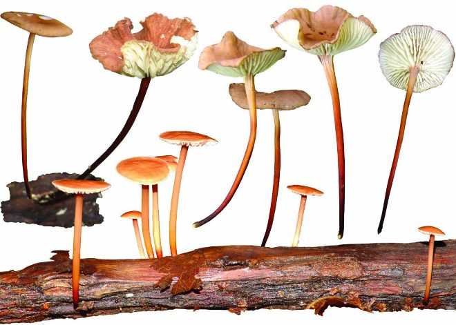 Сбор грибов и ягод: где искать, что взять с собой и как отличить ядовитые грибы