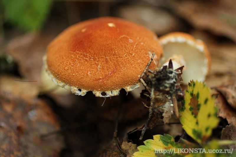 Цистодерма амиантовая (cystoderma amianthinum) –  грибы сибири