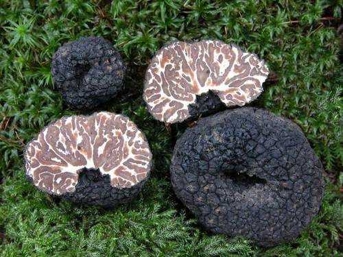 Трюфель - гриб гурманов, история, свойства, вкусовые качества, где растет и как собирают редкий гриб
