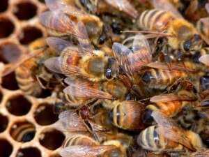 Инструкция по использованию бисанара для пчел