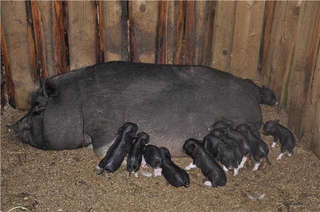 Разведение, уход и питание вьетнамских свиней и поросят в домашних условиях
разведение, уход и питание вьетнамских свиней и поросят в домашних условиях