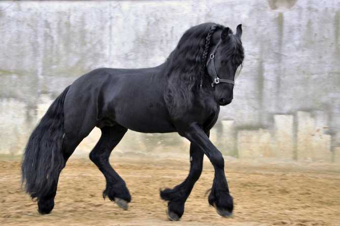 Фризская лошадь: описание породы, фото. Современные типы, отзывы владельцев.
