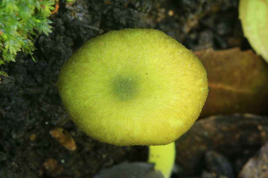 Энтолома шерстистая (entoloma lanicum)