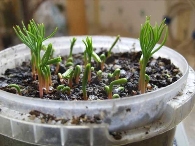 Размножение хвойных растений черенками и их укоренение + видео