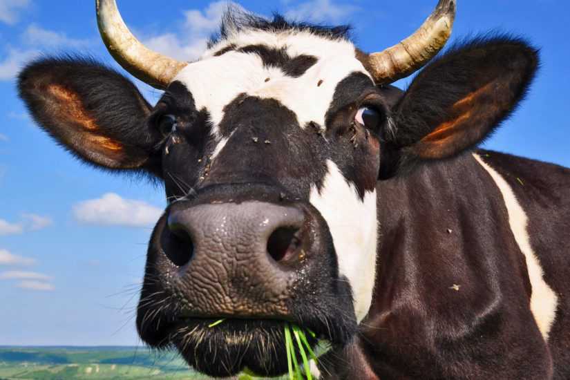 Спорадический энцефаломиелит крс - болезни коров
