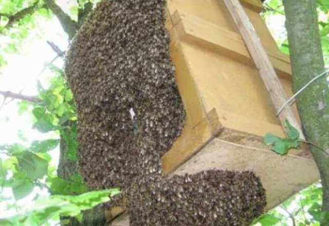Инструкция по ловле роя пчел