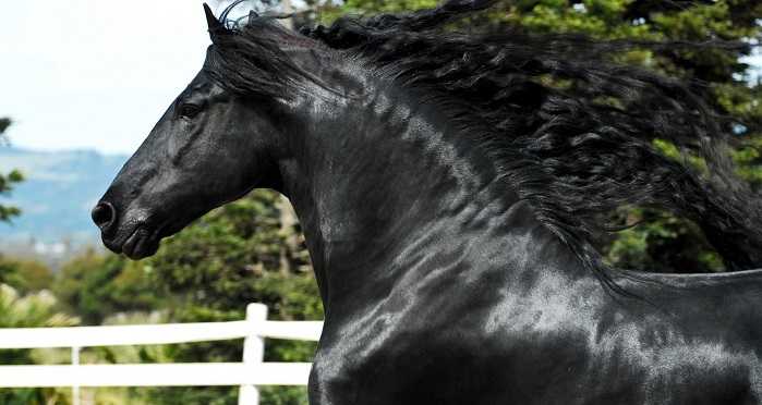 Фризская порода лошадей: история, описание и перспективы развития
