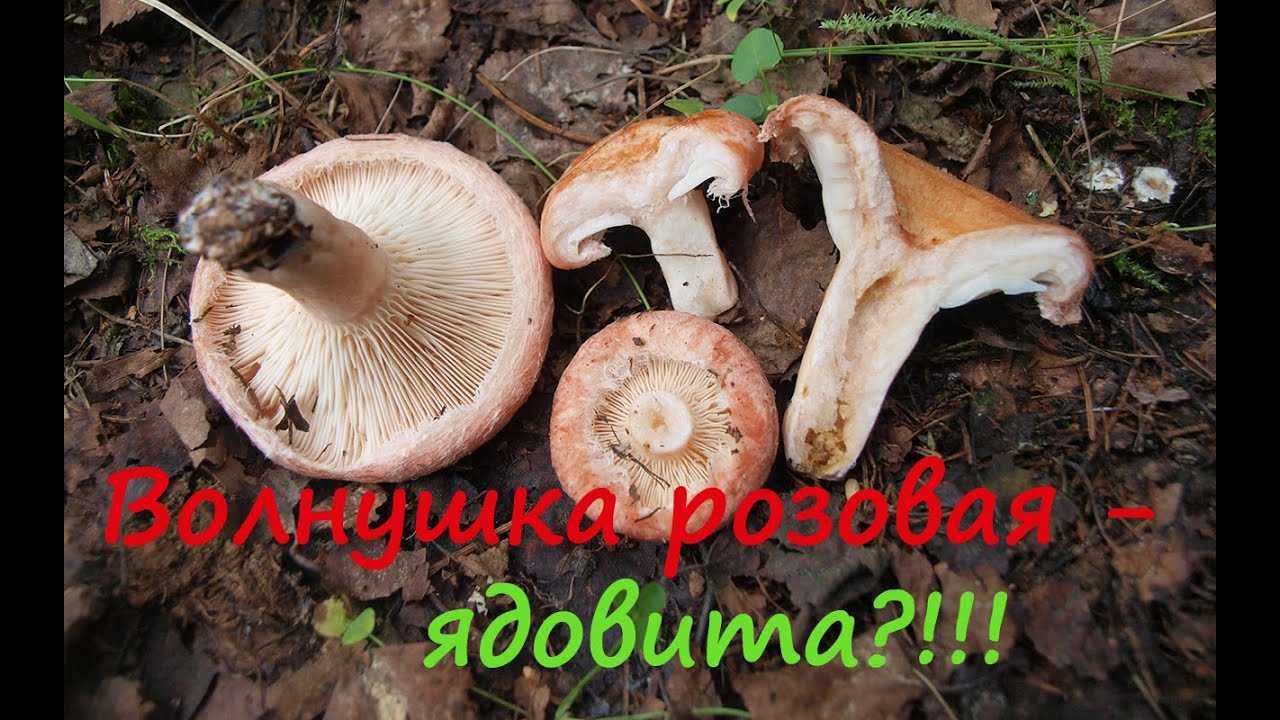 50 фото разных видов грибов свинушки, ? их полезные свойства и противопоказания