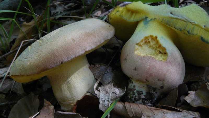Съедобные грибы: как они выглядят и где растут, список лесных видов с описанием