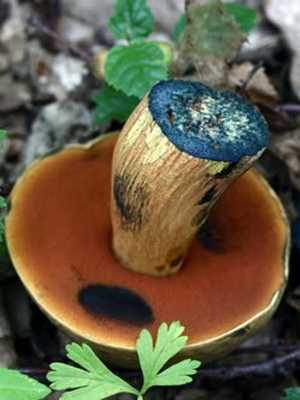 Гриб синяк (gyroporus cyanescens): информация, где растет, фото