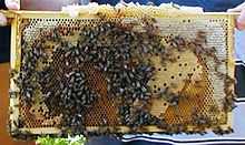 Как пчелы делают соты, из какого материала, какой формы и почему