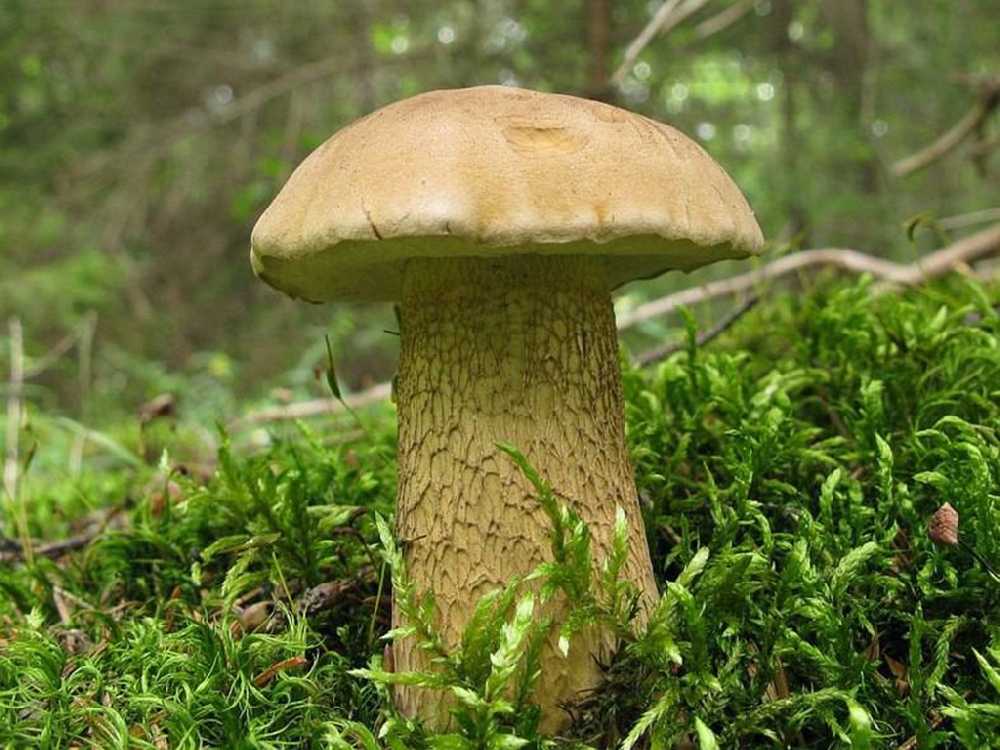 Желчный гриб | мир чудес