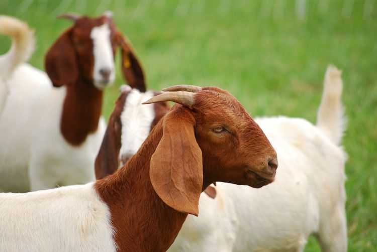5 лучших пород пуховых коз — особенности ухода и содержания