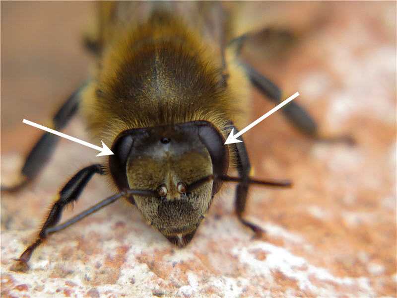 Строение пчелы: внешнее, внутреннее, органы чувств