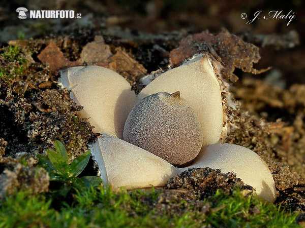 Звездовик — описание, где растет, ядовитость гриба