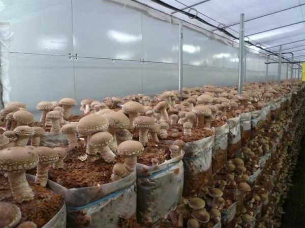 Выращивание лесных и культурных грибов на даче: все способы