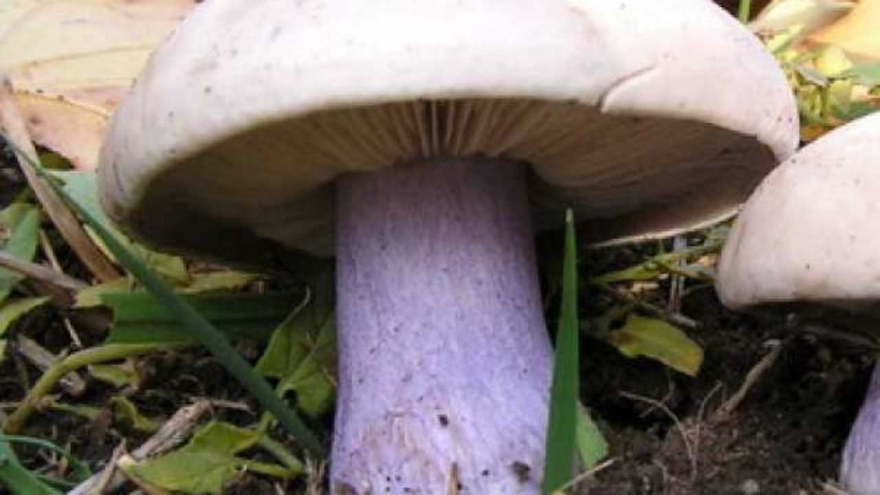 Навозник белый — съедобный ли гриб? где растет?