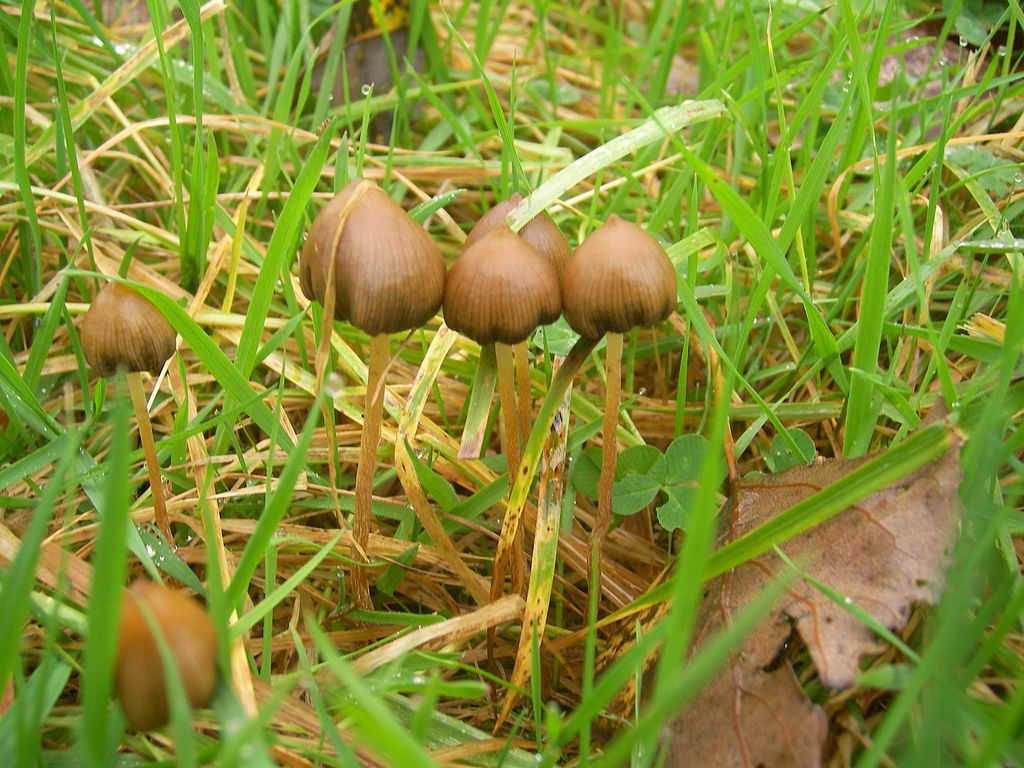 Где искать псилоцибиновые грибы в россии: места произрастания грибов псилоцибе полуланцетовидная