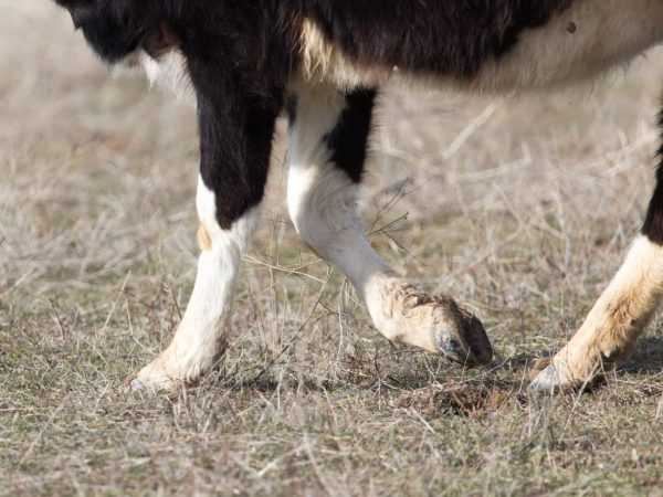 Мочекаменная болезнь у крс - болезни коров
