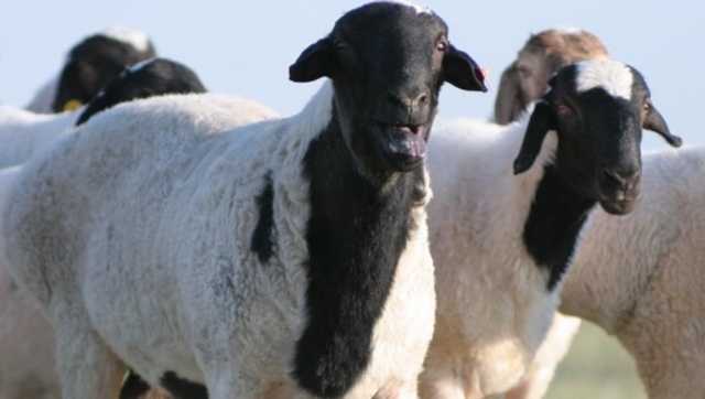 В ленинградской области вывели новую породу овец — катумскую