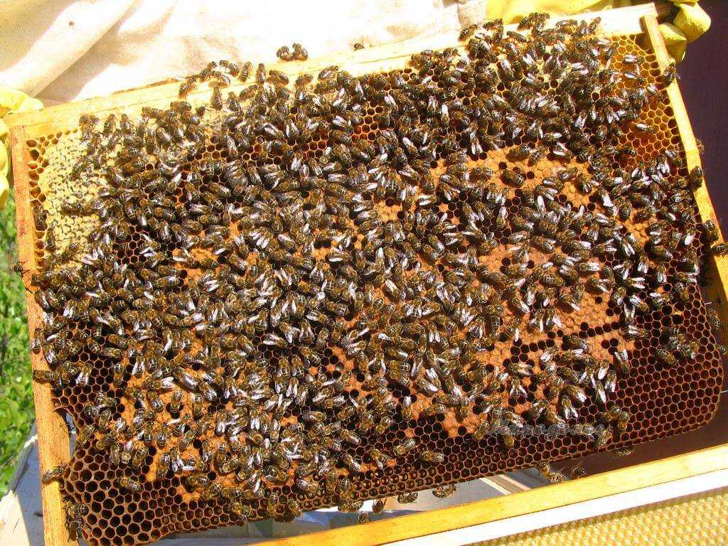 Использование бальзама апимакс для профилактики и лечения болезней у пчел