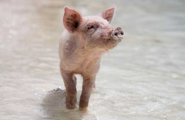 Болезни свиней и поросят: симптомы, признаки, лечение, фото