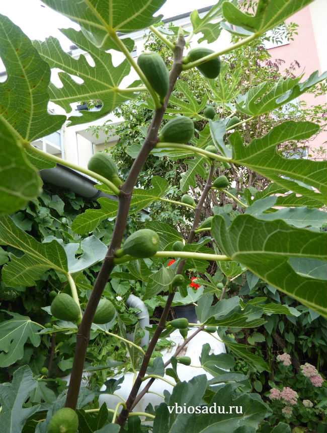 Описание и характеристика морозостойкого инжира Брунсвик. Особенности посадки и выращивания южного растения в средней полосе. Как правильно сохранить дерево инжира зимой.