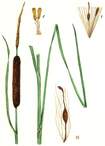 Сосна обыкновенная (pinus sylvestris)