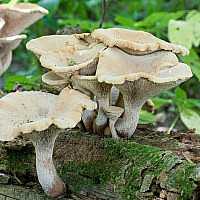 Белый гриб. описание, где растет, похожие виды, фото