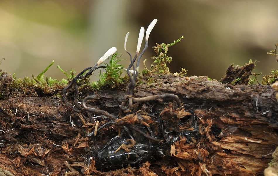 Лисичка серая (craterellus sinuosus) или вороночник извилистый: фото, описание и рецепты приготовления гриба