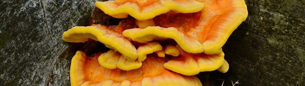 Дождевик грушевидный: описание и места произрастания, съедобен ли гриб, есть ли у него двойники. Рецепты приготовления блюд. Полезные и лечебные свойства гриба.