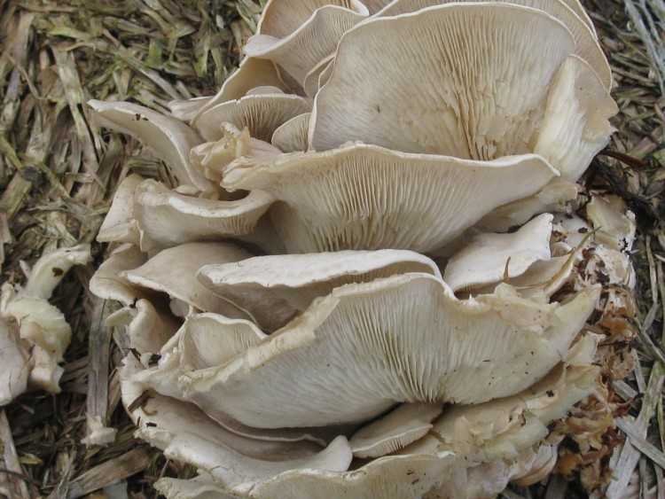 Виды грибов: 120 фото с подробным описанием внешнего вида