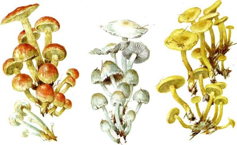 Рядовка ядовитая: фото гриба, как отличить от съедобной