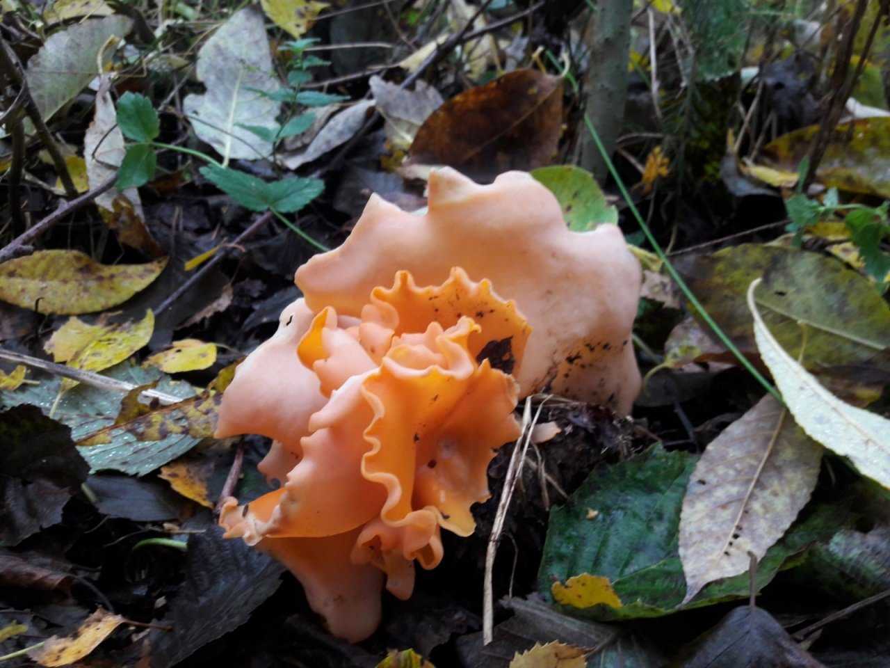Удивительные разновидности грибов . чёрт побери