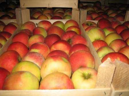 Как хранить яблоки - способы сохранения фруктов на зиму в погребе, квартире, холодильнике