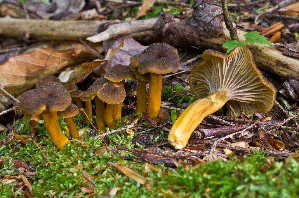 Белошампиньон длиннокорневой: где растет, как выглядит, можно ли есть, правила сбора. По каким признакам отличить гриб от ложных ядовитых видов. Когда можно начинать сбор.