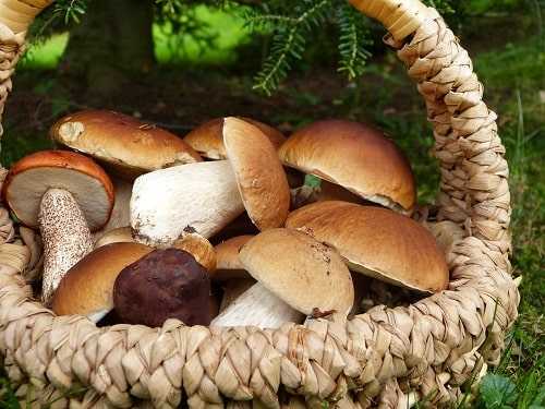 Как чистить белые грибы