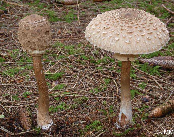 Гриб-зонтик краснеющий: где растет большой гриб?